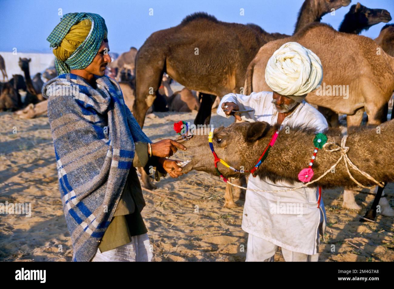 Pushkar Camel Fair, uno dei più grandi camel-mercati in Asia Foto Stock