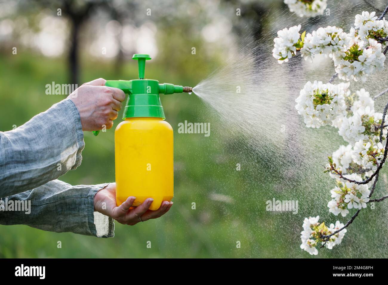 Coltivatore spruzzando albero di frutta fiorente contro malattie di pianta e pesti. Utilizzando flacone spray con insetticida in frutteto Foto Stock