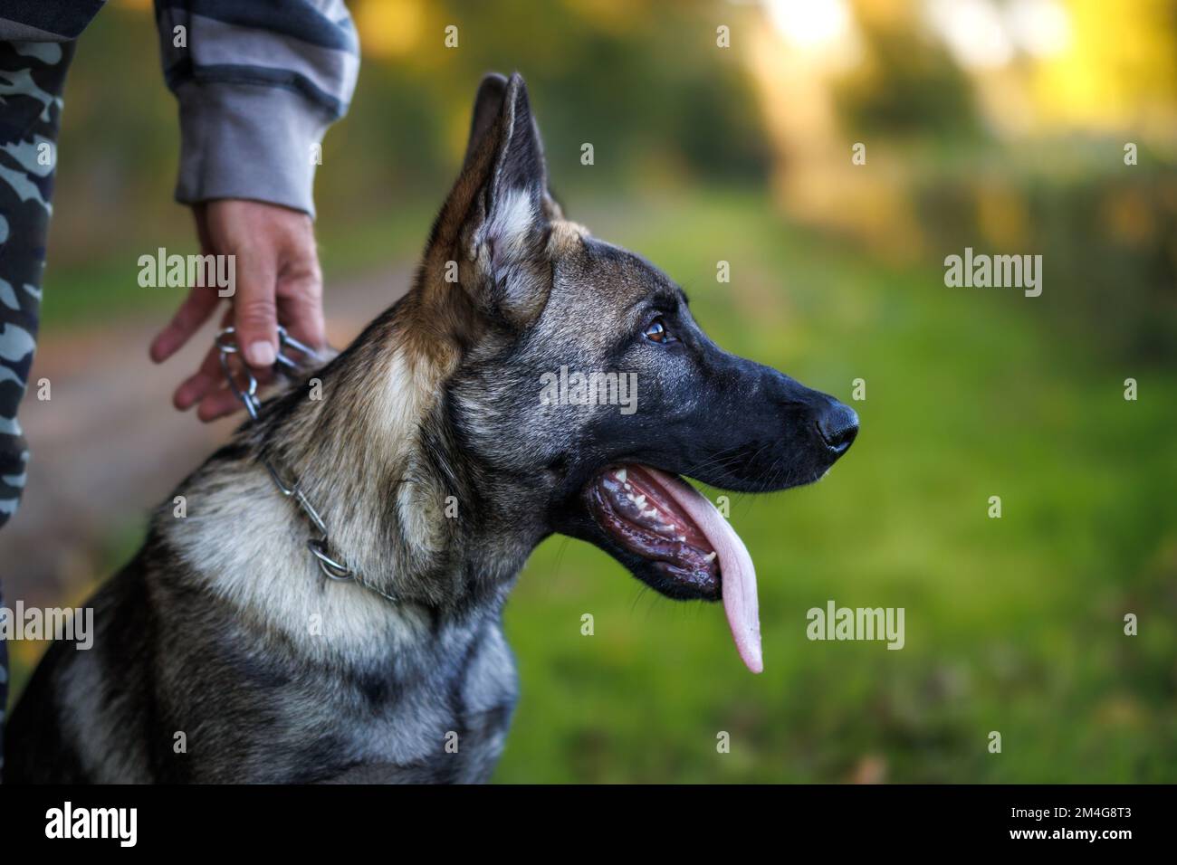 Giovane pastore tedesco con il suo padrone di animali domestici. Addestramento di obbedienza del cane Foto Stock