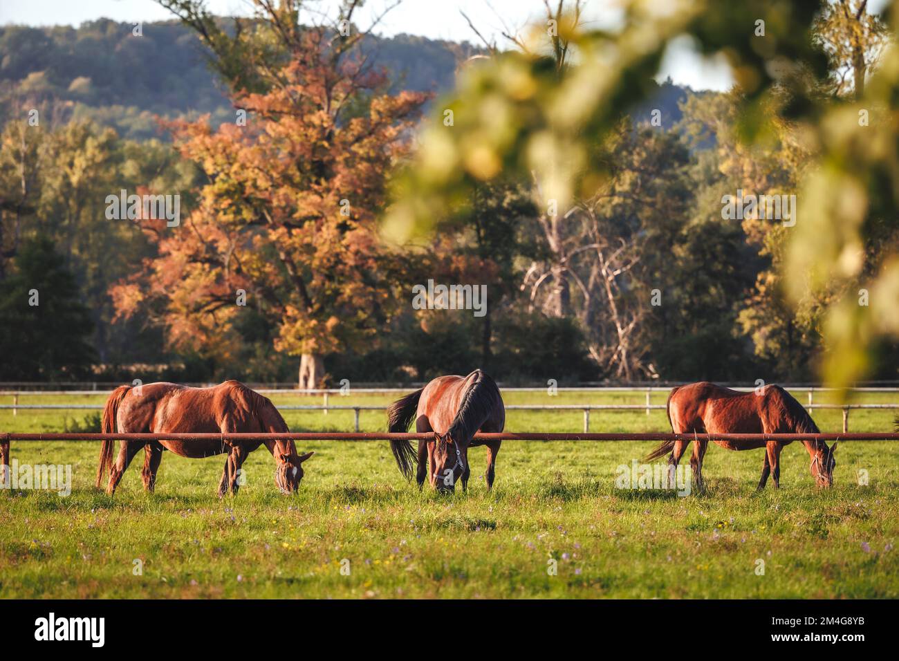 Mandria di cavalli purosangue che pascolano erba. Estate indiana sul pascolo Foto Stock
