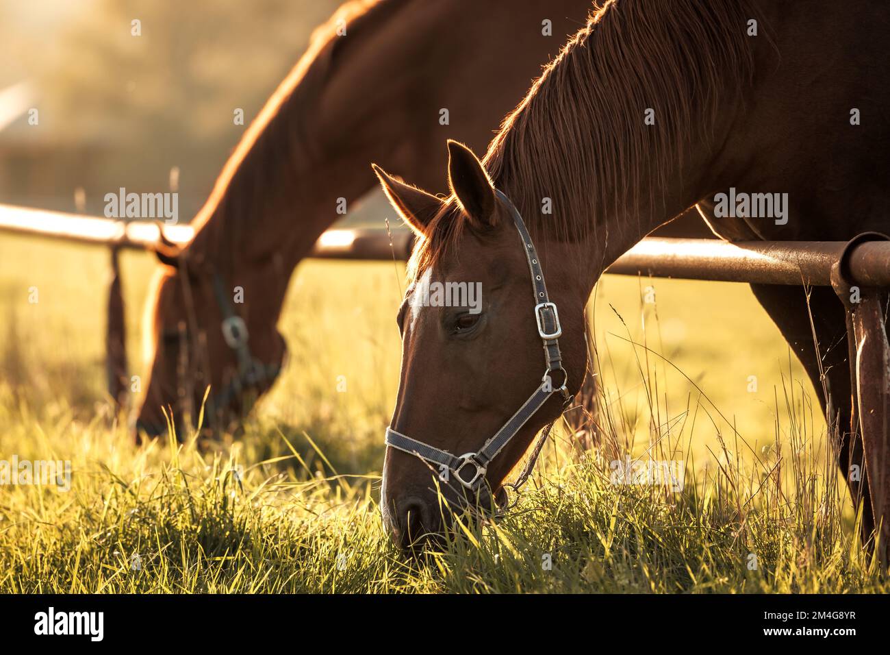 Cavalli purosangue pascolo erba su pascolo. Animale di fattoria Foto Stock