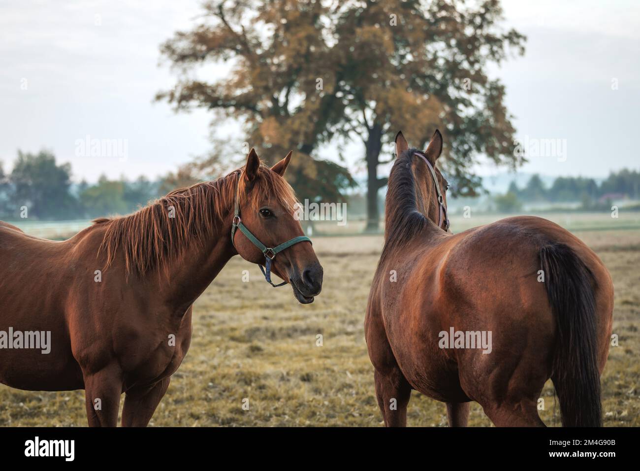 Due cavalli purosangue marroni sul pascolo in autunno. Mattina fredda misty in fattoria animale Foto Stock