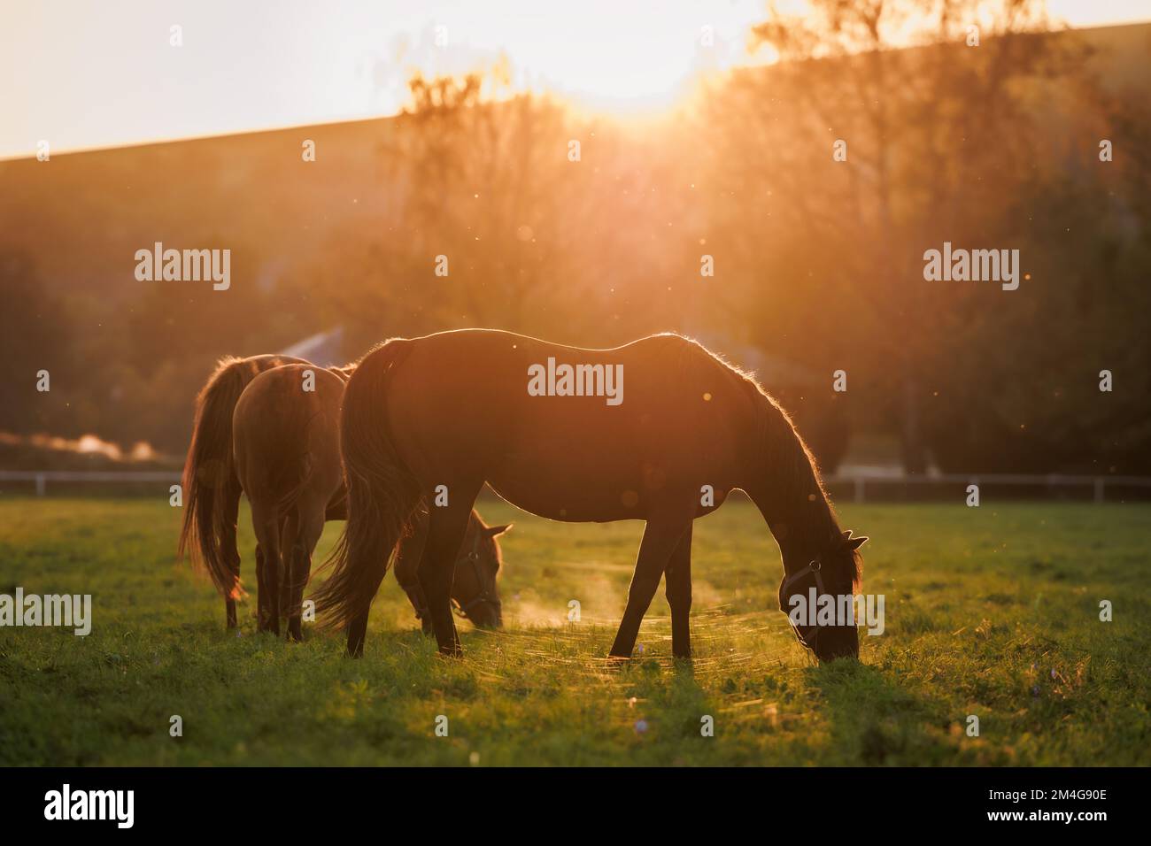 Famiglia di cavalli pascolo erba sul pascolo al tramonto d'autunno. Fattoria animale. Paesaggio rurale Foto Stock