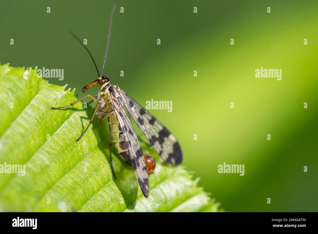 Scorpionfly comune (Panorpa vulgaris), maschio appoggiato su una foglia, Germania, Baviera Foto Stock