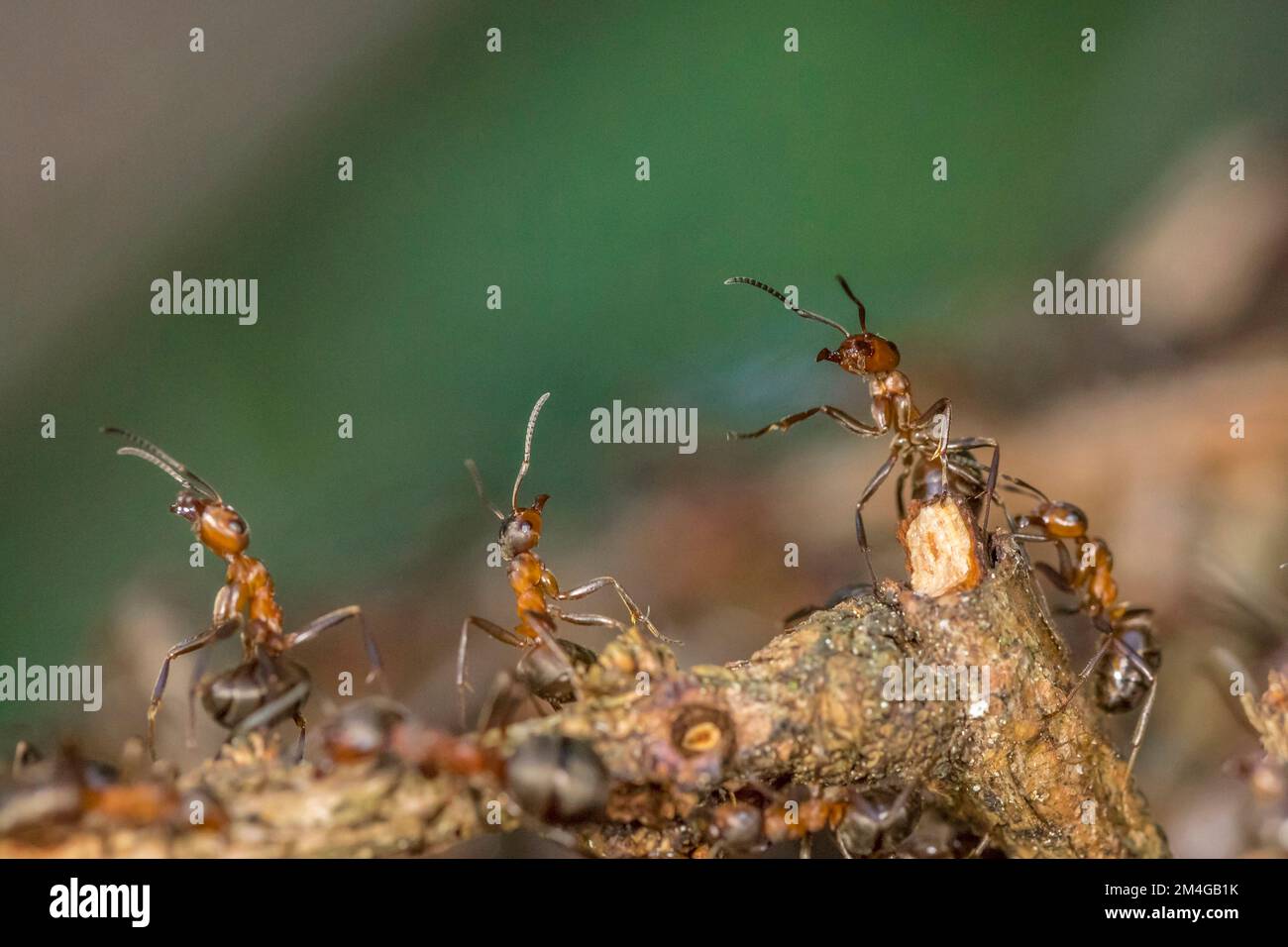 Formica di legno (formica rufa), formiche allungano il ventre in avanti, preparano per la difesa, posizione difensiva, Germania, Baviera Foto Stock