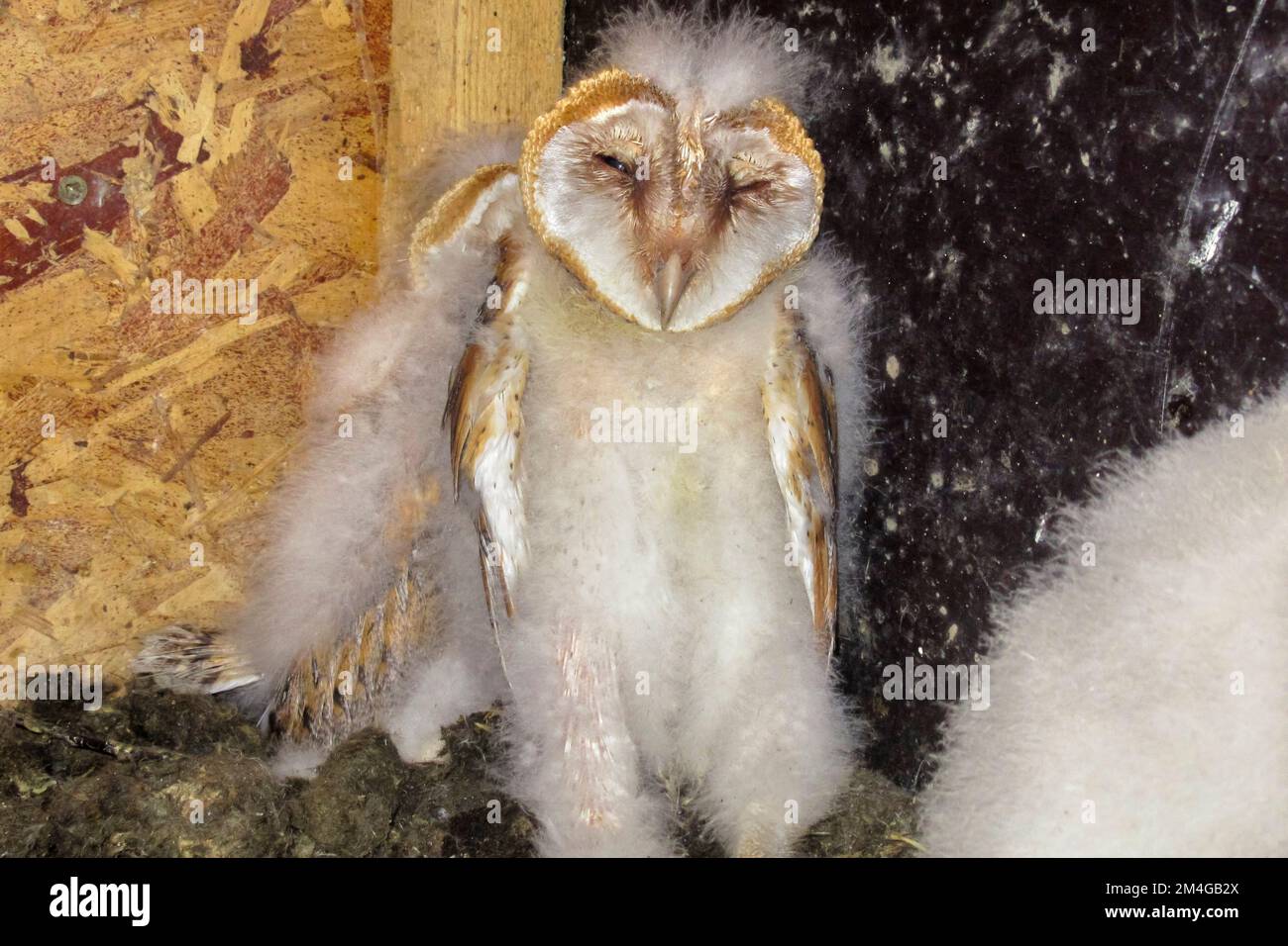 Gufo di fienile (Tyto alba), giovane uccello in una scatola di nido, vista frontale, Germania, Baviera Foto Stock