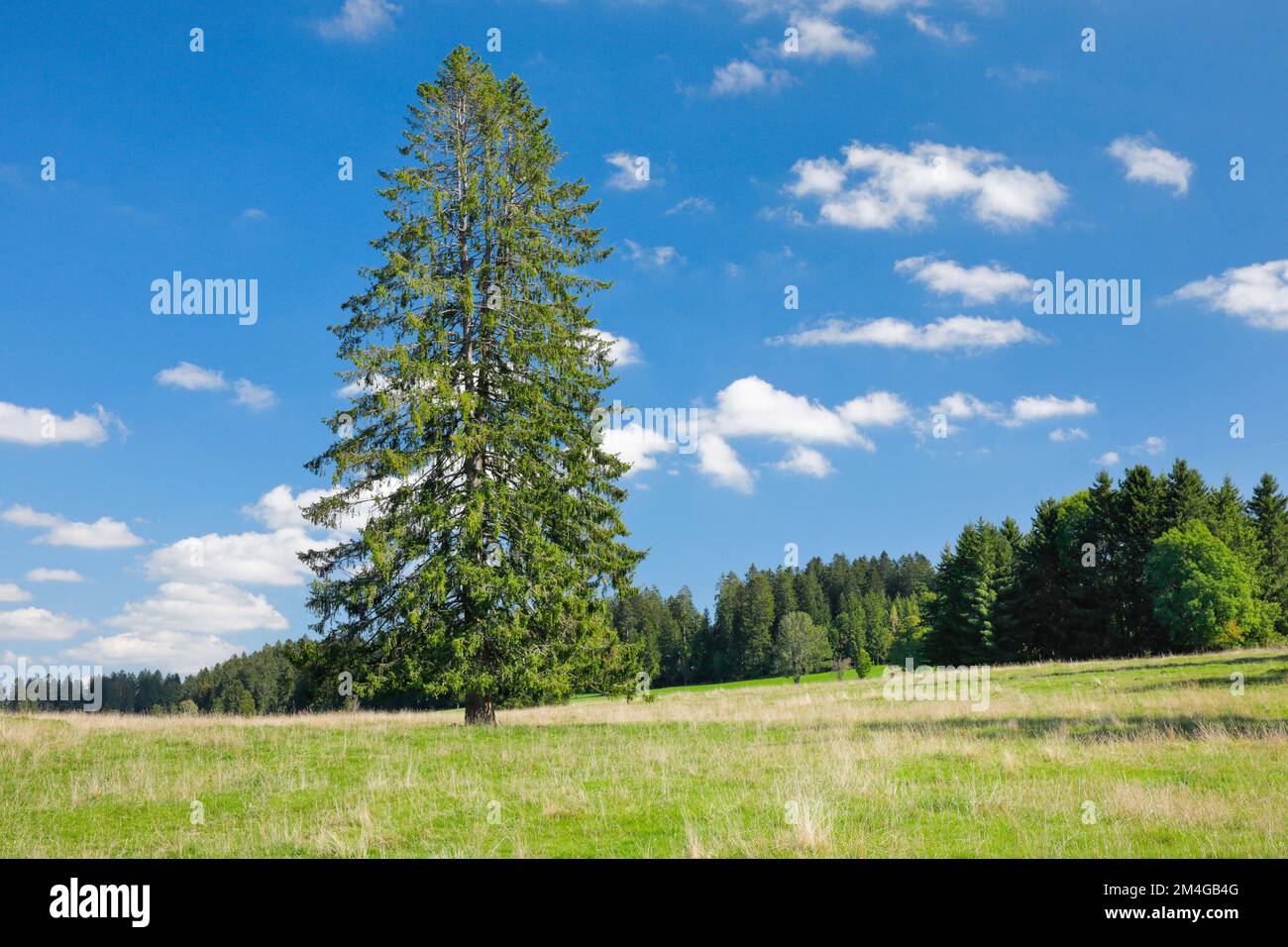 Abete (Picea abies), abete rosso grande singolo si trova in un prato verde, Svizzera, Kanton Jura, Les Breuleux Foto Stock
