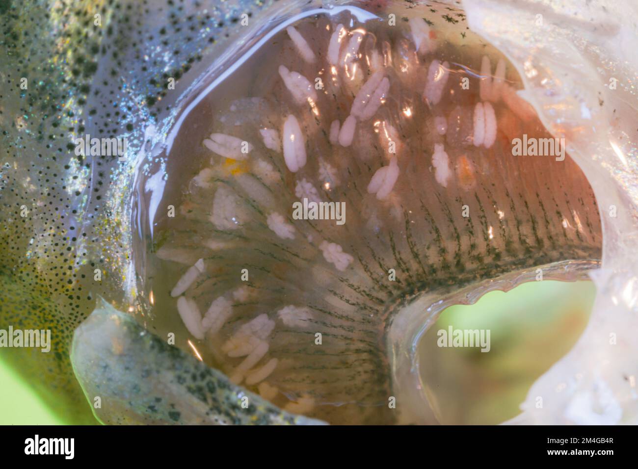 Flatworm (Monogenea), grave infestazione sulla branchia di un minnow, Germania Foto Stock