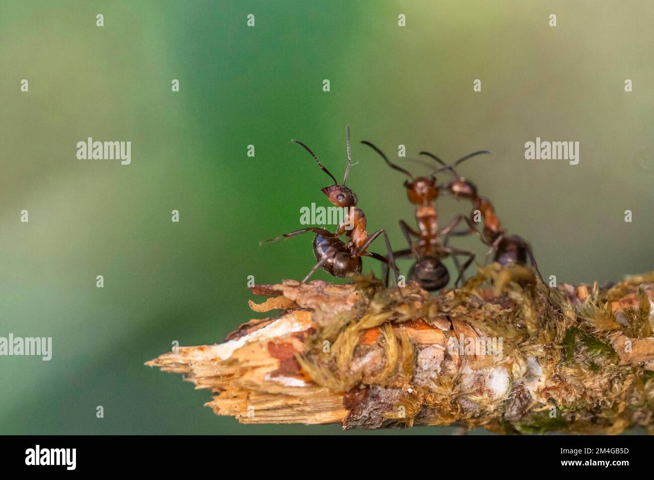 Formica di legno (formica rufa), formiche allungano il ventre in avanti, preparano per la difesa, posizione difensiva, Germania, Baviera Foto Stock
