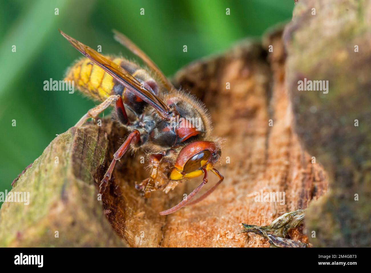 calabrone, calabrone marrone, calabrone europeo (Vespa crabro), raschiatura del legno da una ferita di albero, vista laterale, Germania, Baviera Foto Stock