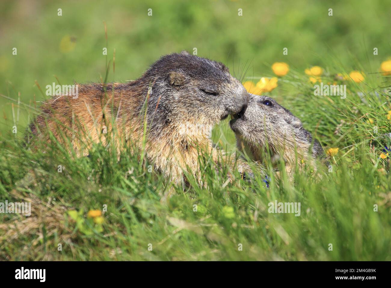 Marmotta alpina (Marmota marmota), coppia giocherellone in un prato di fiori alpini, vista laterale, Austria, Parco Nazionale degli alti Tauri Foto Stock