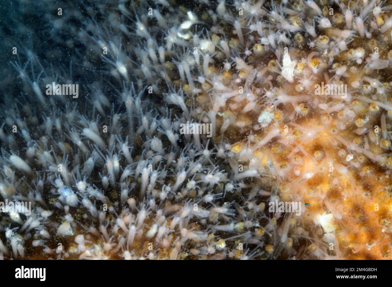 Pelliccia di lumaca, pelliccia di lumaca (Hydractinia echinata), al bordo conchiglia di una buckie con granchio eremita Foto Stock