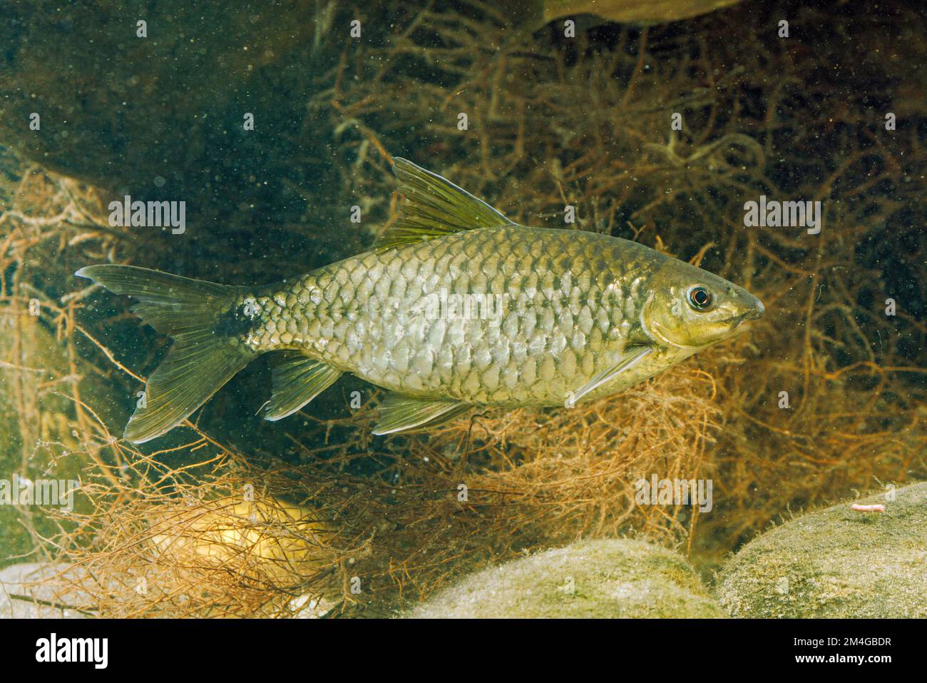 Volpe volante d'argento (Crossocheilus reticulatus), femmina adulta Foto Stock