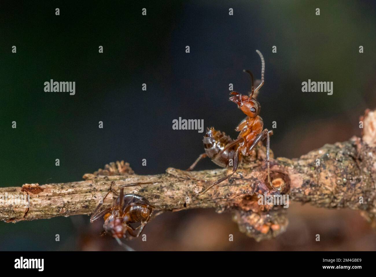 Formica di legno (Formica rufa), si allunga l'addome in avanti, si prepara per la difesa, posizione difensiva, Germania, Baviera Foto Stock