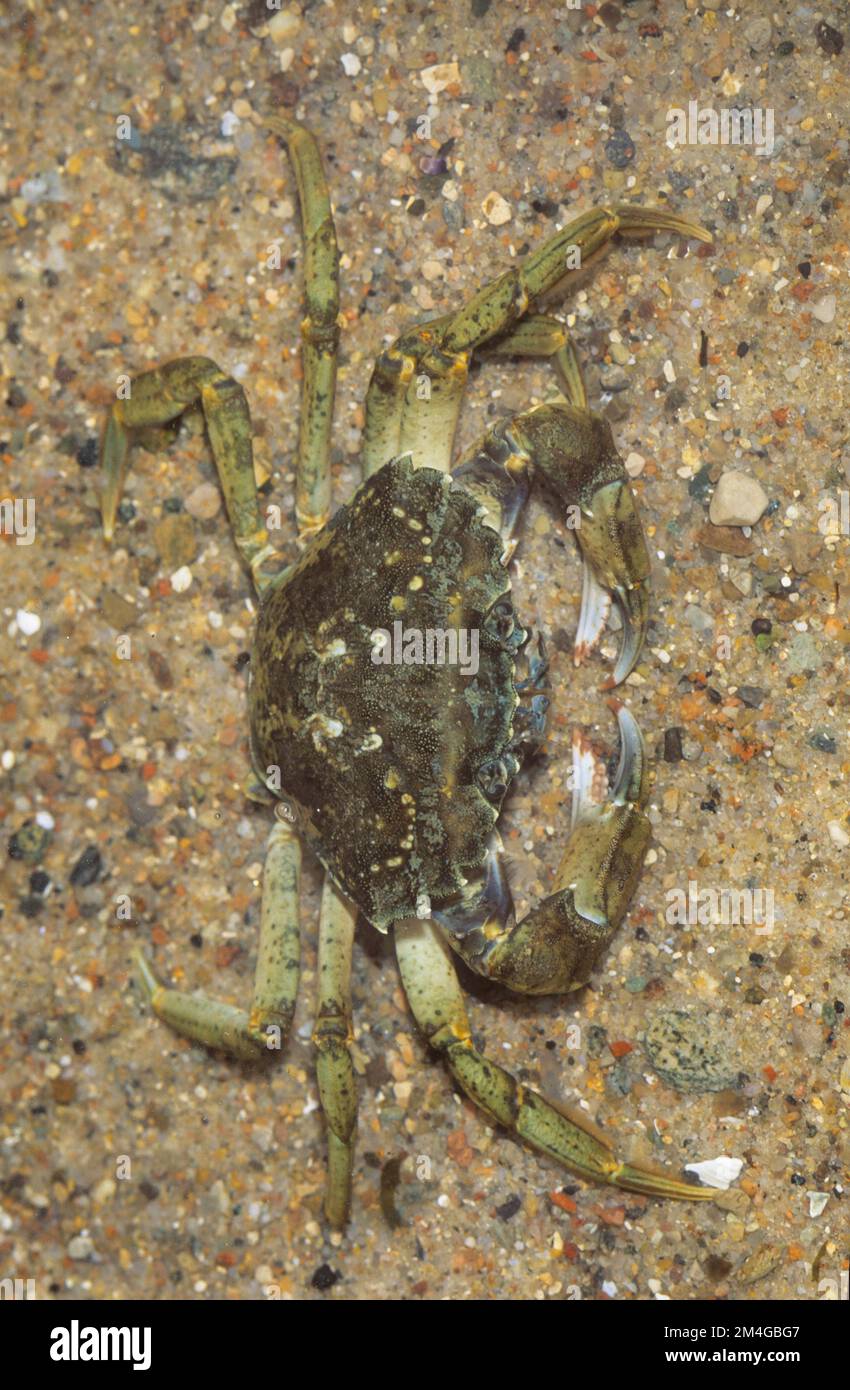 Riva Verde del granchio verde granchio, North Atlantic shore crab (Carcinus maenas), sulla spiaggia, Germania Foto Stock