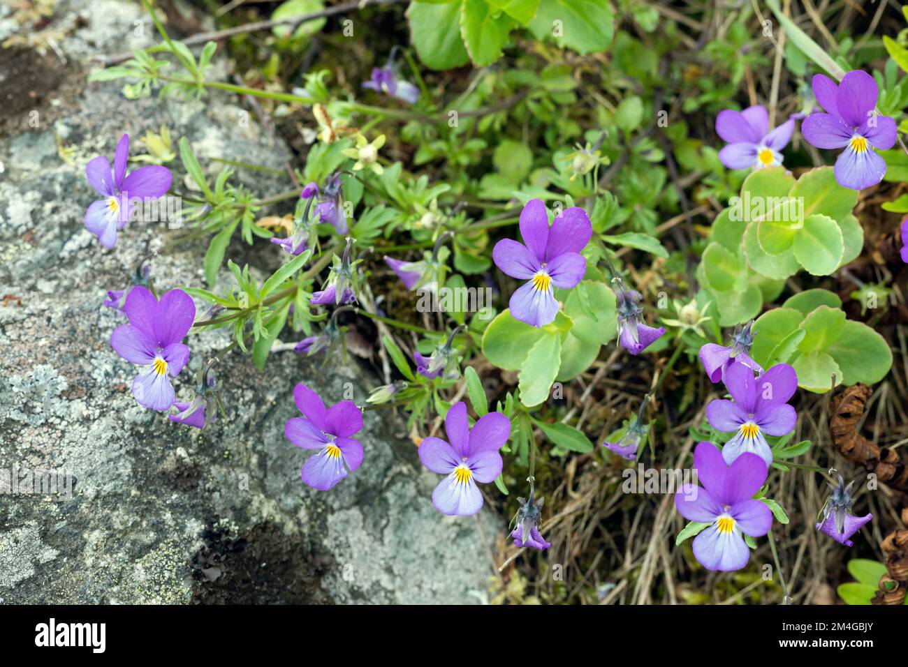 Heartsease, la facilità del cuore, la gioia del cuore, Tickle-my-Fancy, Wild Pansy, Jack-jump-up-and-kiss-me, come-and-coccole-me, tre facce in un cappuccio, Foto Stock
