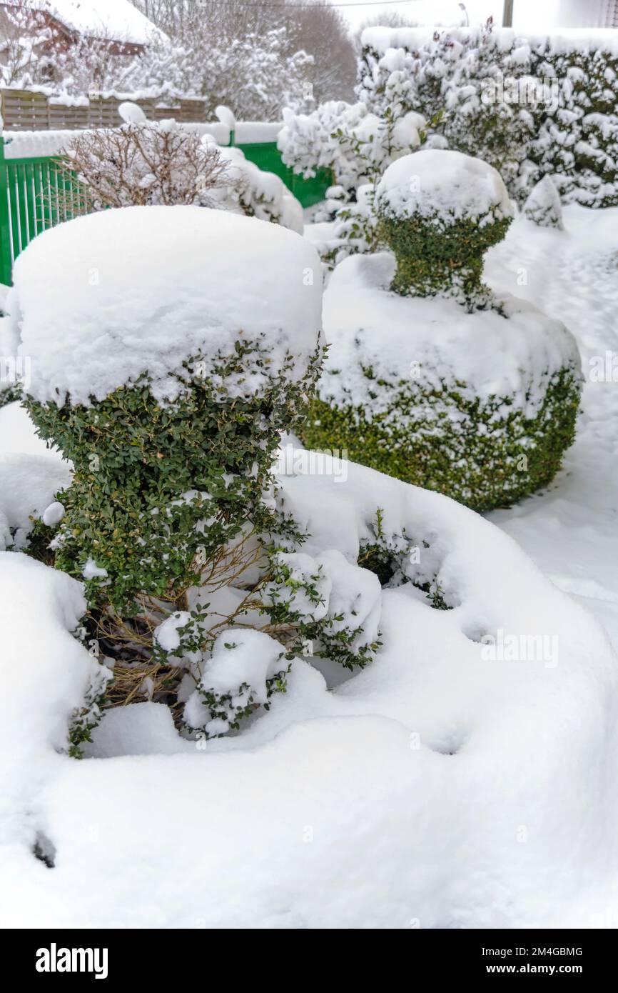 Arbusti ornamentali innevati nel giardino, Austria Foto Stock