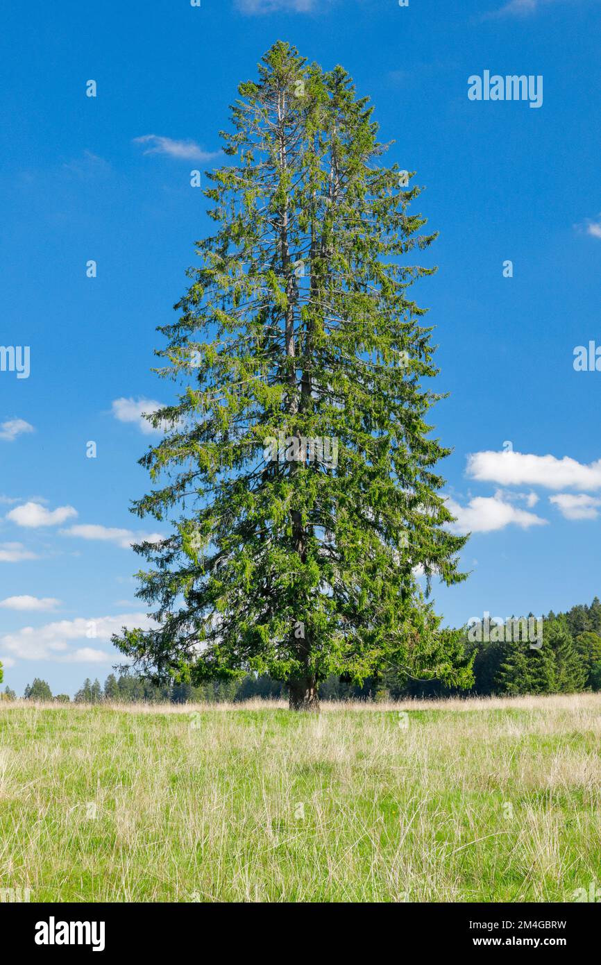 Abete (Picea abies), abete rosso grande singolo si trova in un prato verde, Svizzera, Kanton Jura, Les Breuleux Foto Stock