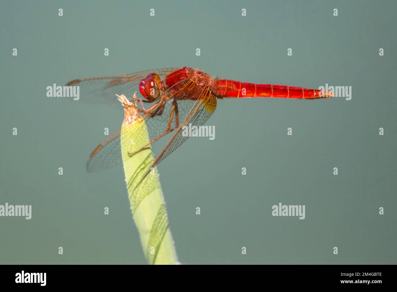 Scarlatto largo, scarlatto comune-darter, scarlatto Darter, scarlatto Dragonfly (Crocothemis eritraea, Crocothemis eritraea), seduta ad un gambo della canna, lato Foto Stock