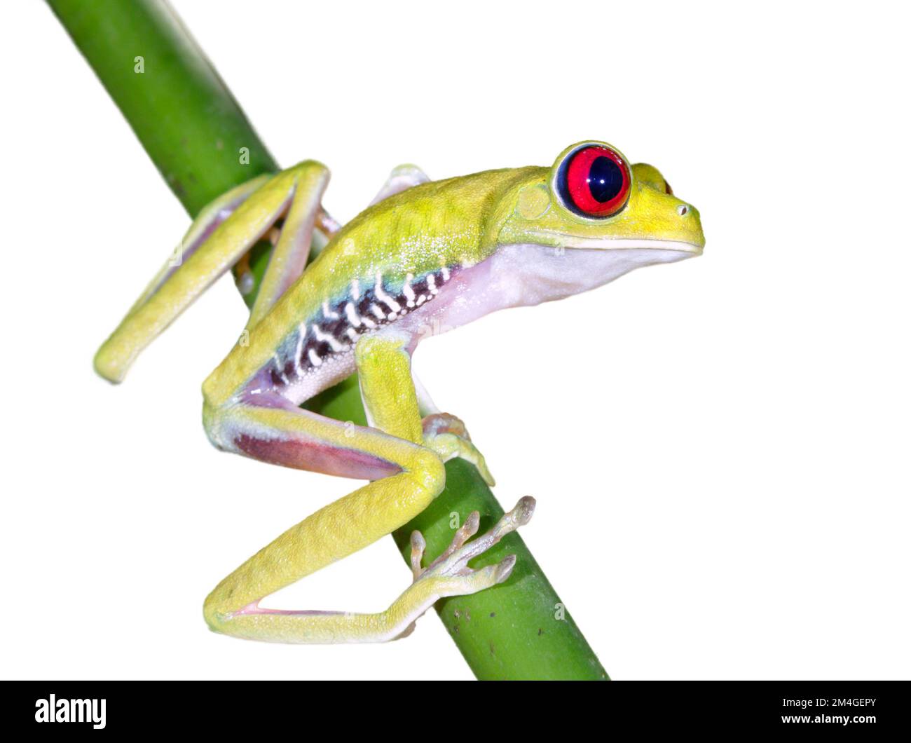 Rana dagli occhi rossi (Agalychnis callidryas) isolata su sfondo bianco. Foto Stock