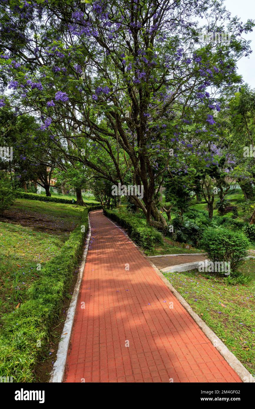 Sims Park Garden, albero di fiori viola, colline di Nilgiri, Coonoor, stazione collinare, Tamil Nadu, India Foto Stock