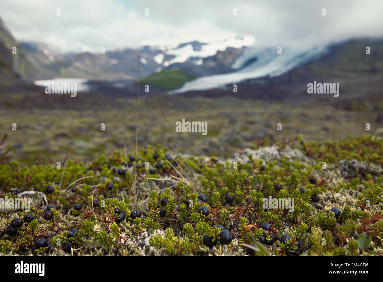 Primo piano mirtilli che crescono sulla montagna pendenza Concept foto Foto Stock