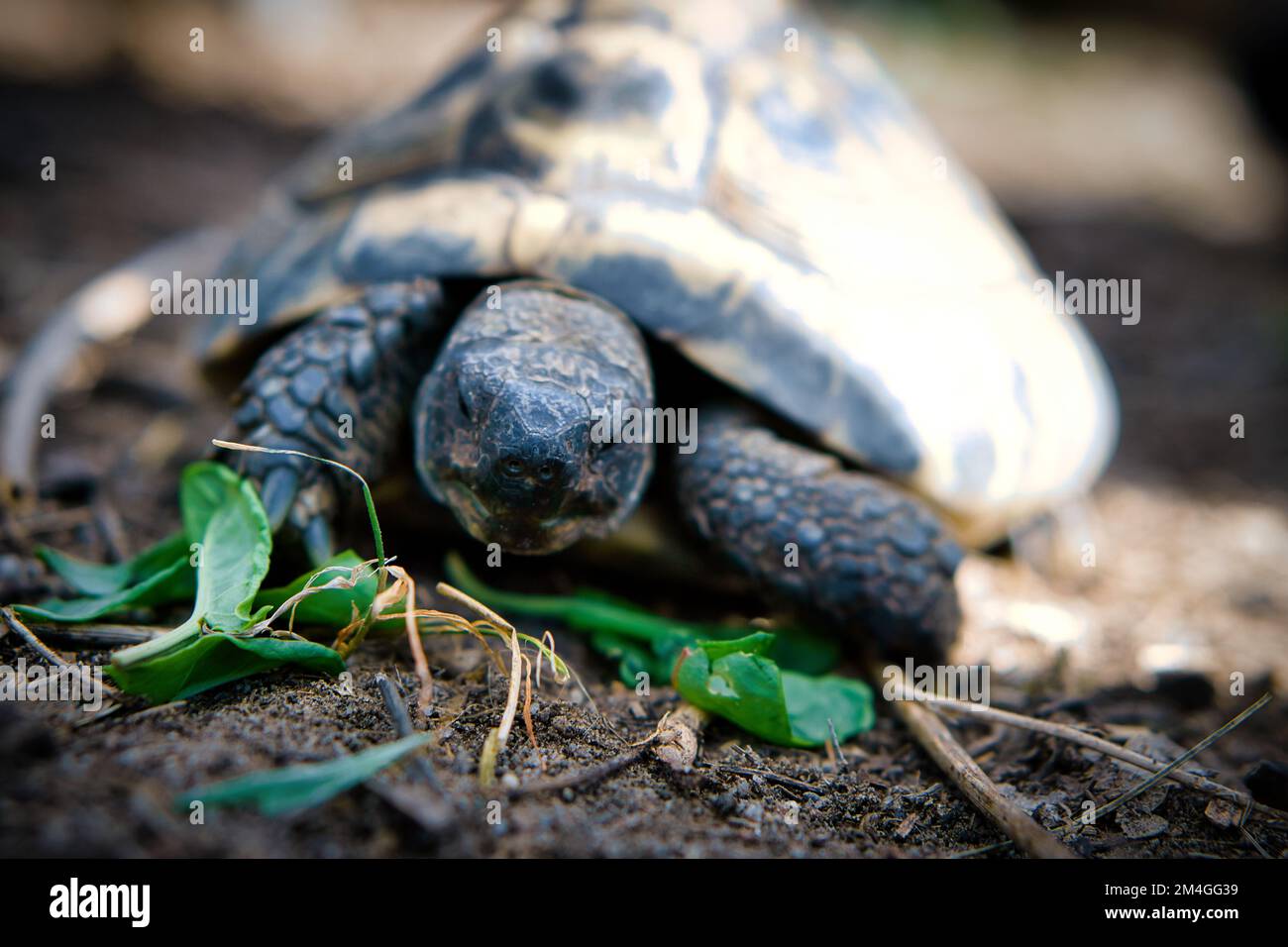 Tartaruga greca su substrato sabbioso. Foto rettili. Animale sparato dalla natura Foto Stock