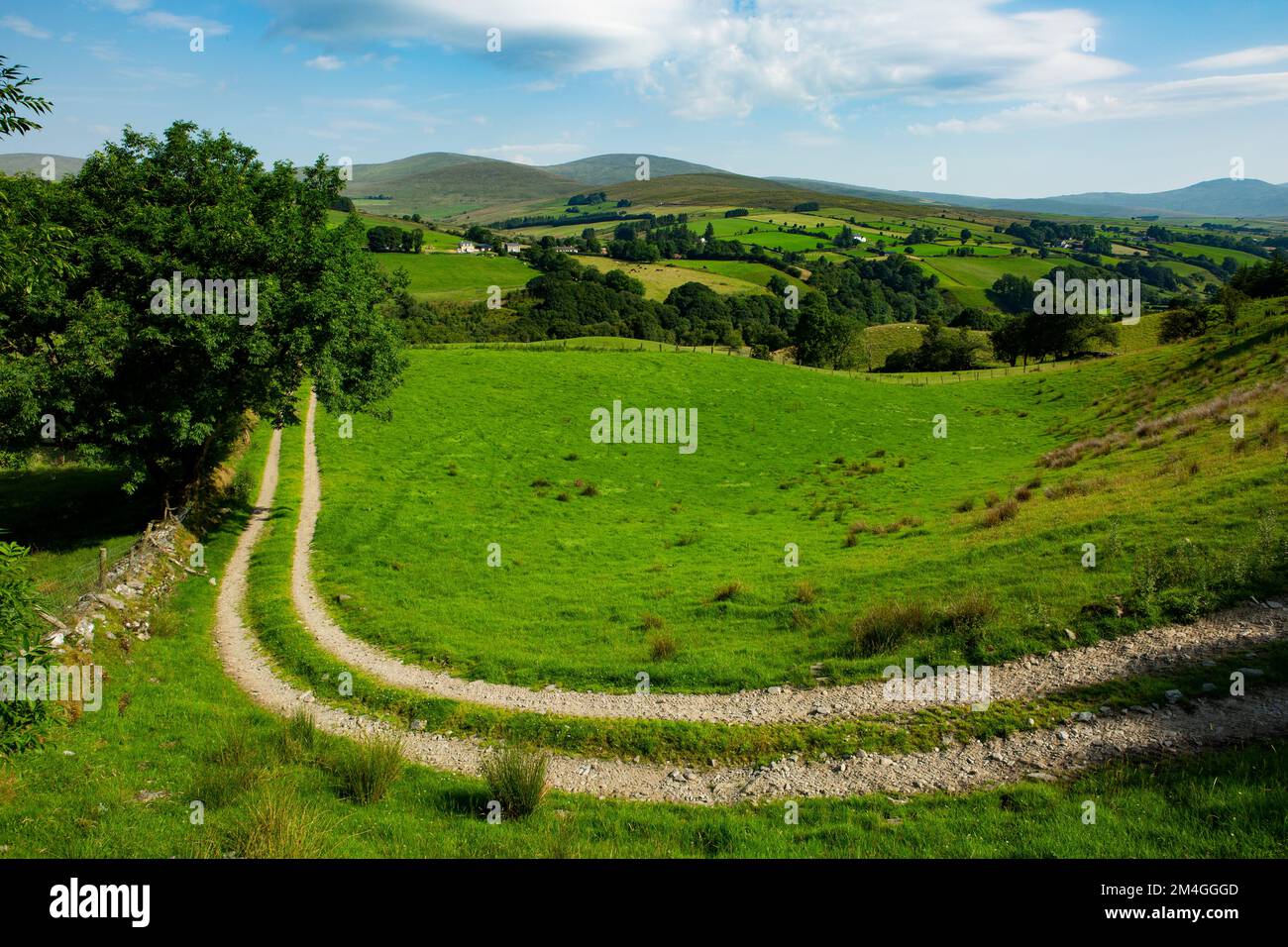 Campo verde nelle montagne di Sperrin, Contea di Tyrone, Irlanda del Nord Foto Stock