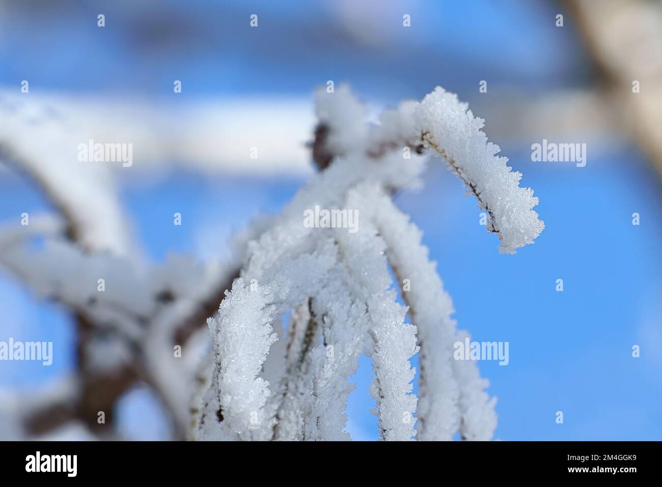 I cristalli di ghiaccio si sono formati sui rami e si congelano in tutte le direzioni. Sono state create forme riccamente testurizzate e bizzarre. Inverno girato dalla natura Foto Stock