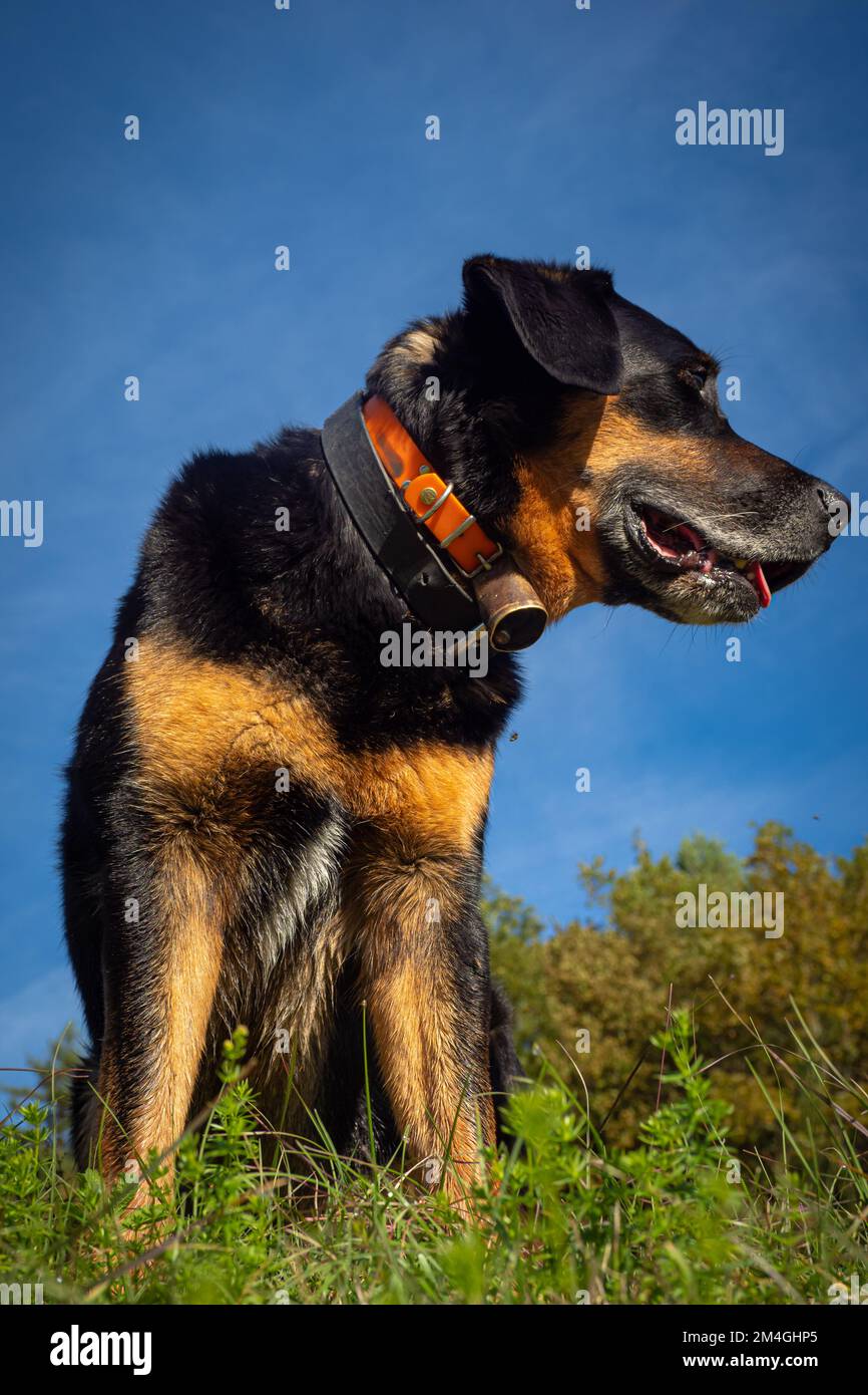 Bel cane di razza mix nella foresta - miscela tra Beauceron e Labrador Foto Stock