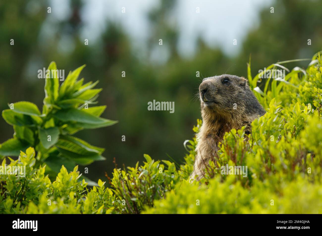 Marmotta selvaggia nel suo ambiente naturale di montagne in estate tempo soleggiato. Animale seduto nei cespugli di mirtillo. Marmota, fauna selvatica, Slovacchia. Foto Stock