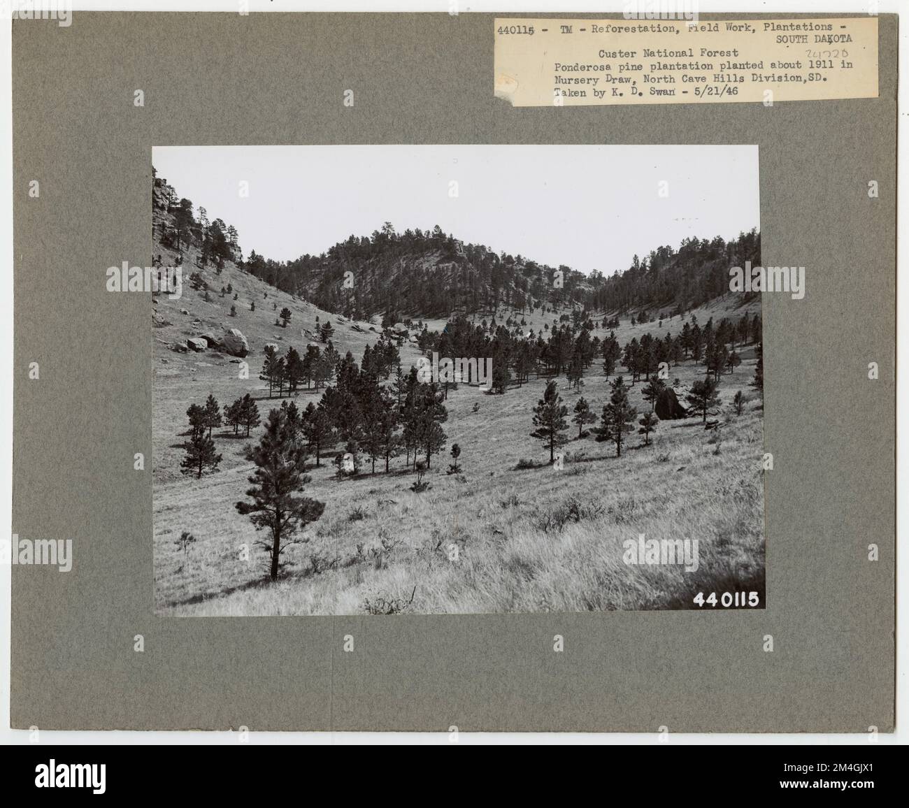 Rimboschimento: Piantagioni - Dakota del Sud. Fotografie relative alle foreste nazionali, alle pratiche di gestione delle risorse, al personale e alla storia culturale ed economica Foto Stock
