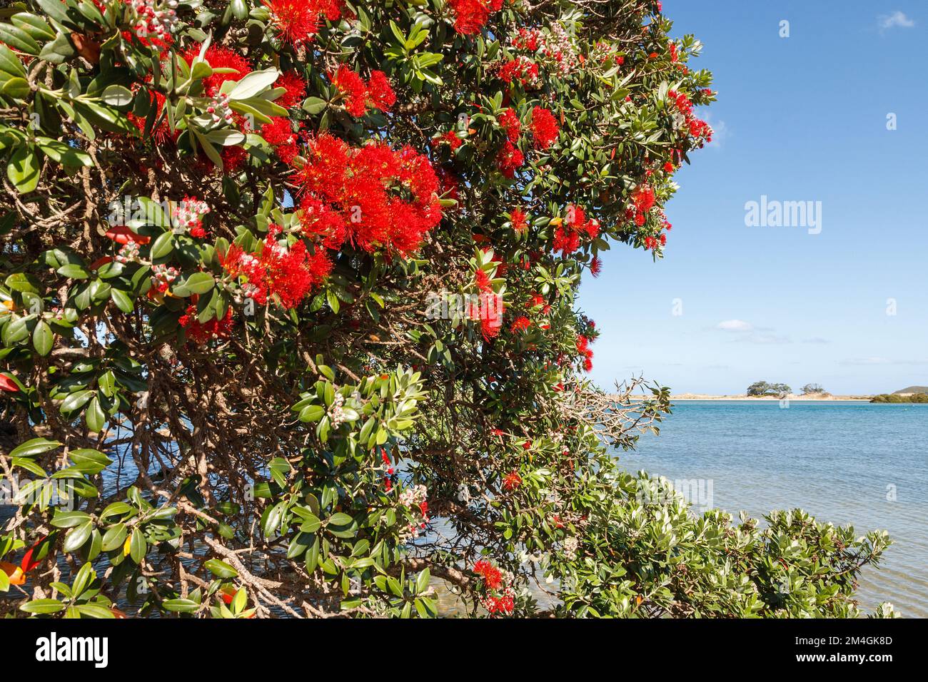 Pohutukawa, nuova zelanda albero di natale Ngunguru northland nord isola nuova zelanda Foto Stock