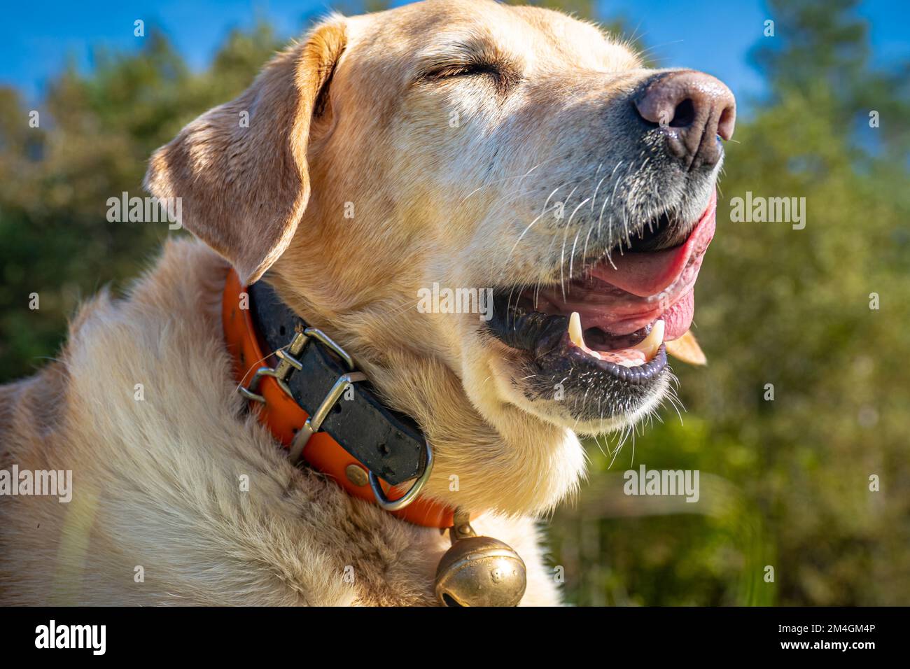 Animali da fattoria in piccola fattoria a tavola nelle Alpi francesi - cani, cavalli, gatti Foto Stock