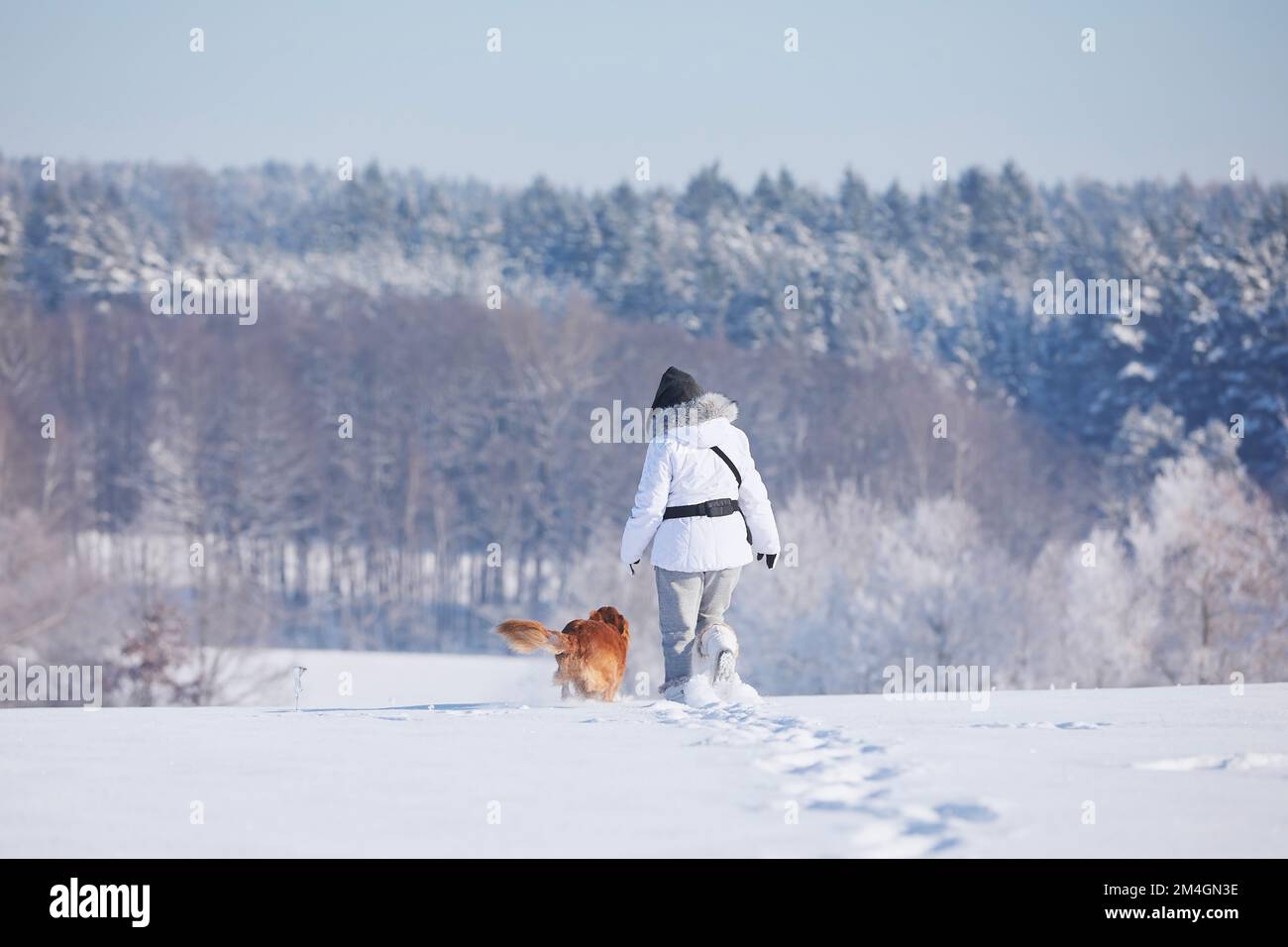 Donna con cane durante la gelida giornata invernale. Il proprietario dell'animale domestico che cammina su campo innevato contro la foresta con il suo Retriever di pedaggio di anatra di Nuova Scozia leale. Foto Stock