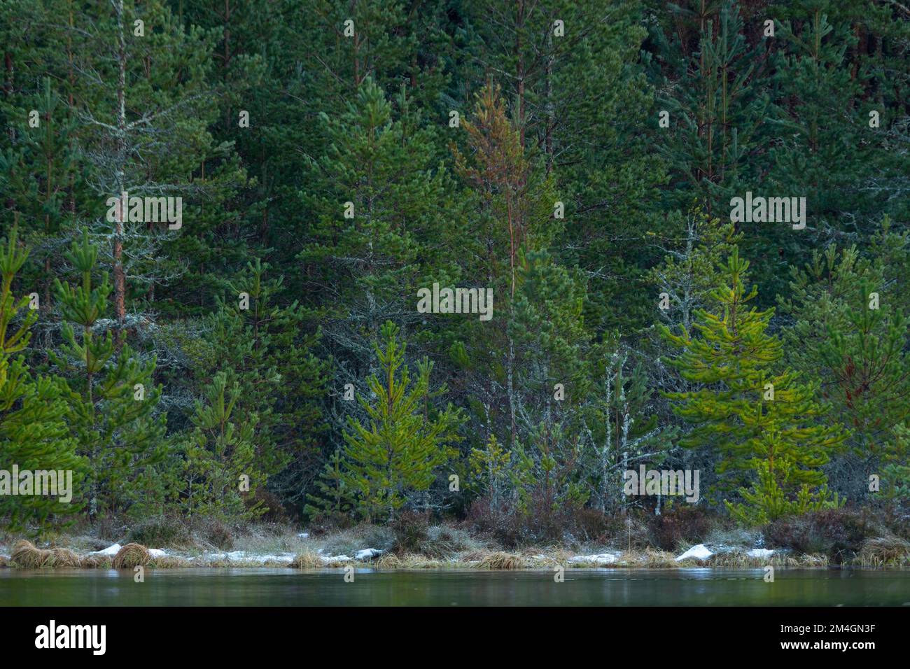 Vista panoramica della pineta in inverno, Uath Lochan, Glenfeshie, Highlands, Scozia, Regno Unito, febbraio Foto Stock