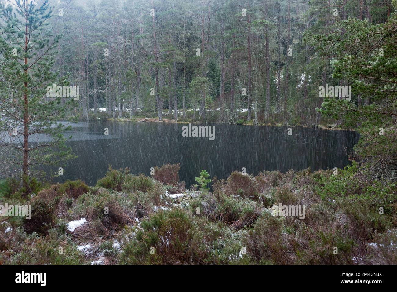 Vista panoramica della pineta in inverno, Uath Lochan, Glenfeshie, Highlands, Scozia, Regno Unito, febbraio Foto Stock