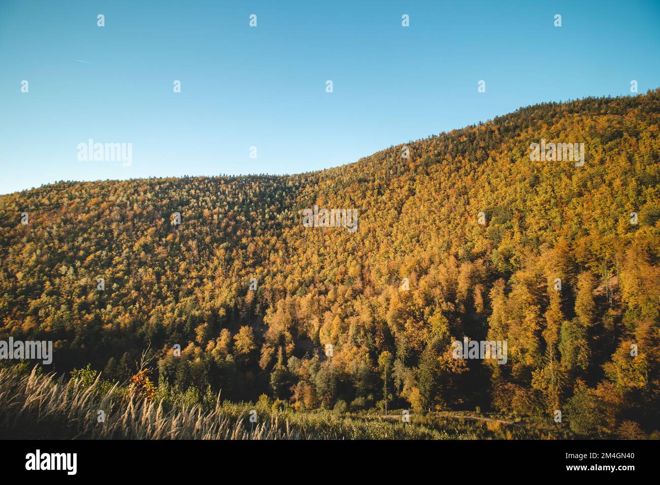Il caldo sole arancione e giallo illumina la foresta arancione-rossa. Domasinsky meander, regione di Zilinsky, Slovacchia. Autunno foresta colorata. Ottobre e nove Foto Stock