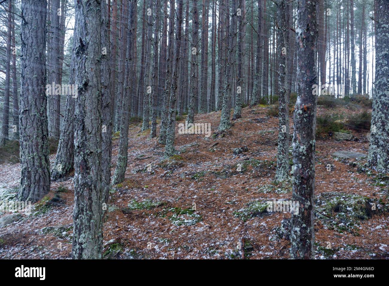 Vista panoramica della pineta in inverno, Uath Lochan, Glenfeshie, Highlands, Scozia, Regno Unito, febbraio Foto Stock