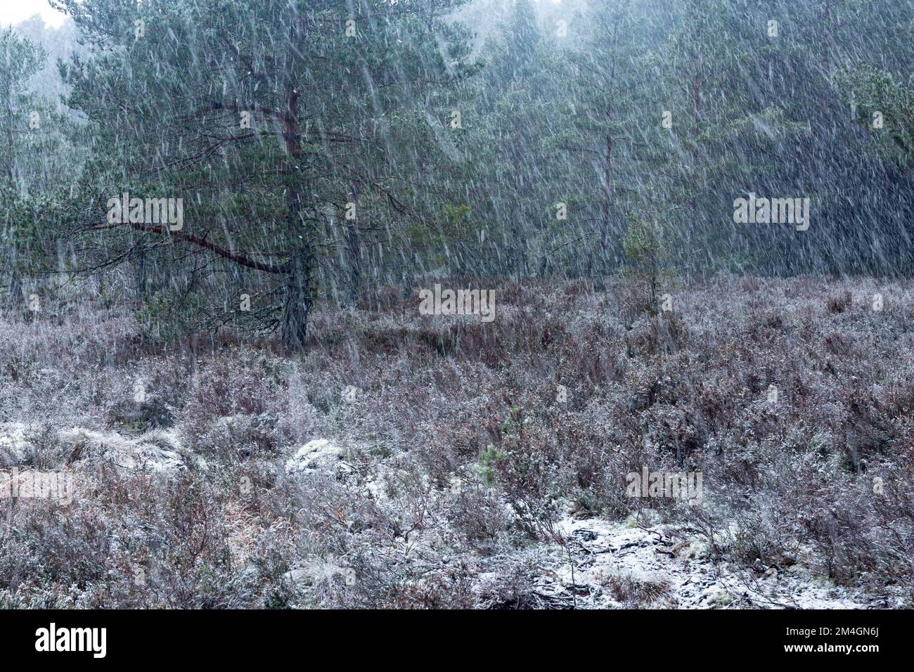 Vista panoramica della pineta in inverno, Uath Lochan, Glenfeshie, Highlands, Scozia, Regno Unito, febbraio Foto Stock