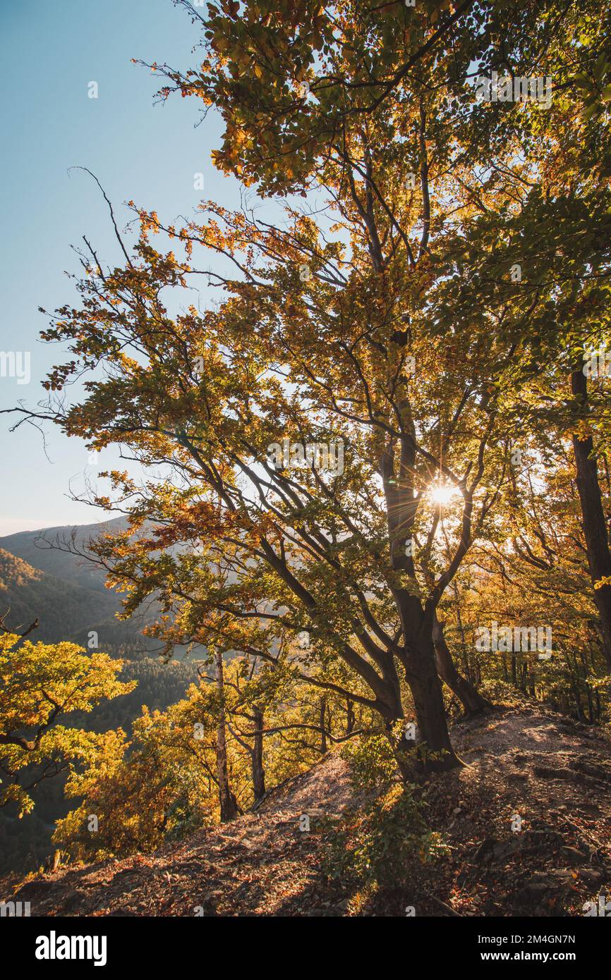 Il caldo sole arancione e giallo illumina la foresta arancione-rossa e il sentiero della foresta. Domasinsky meander, regione di Zilinsky, Slovacchia. Autunno foresta colorata. Foto Stock