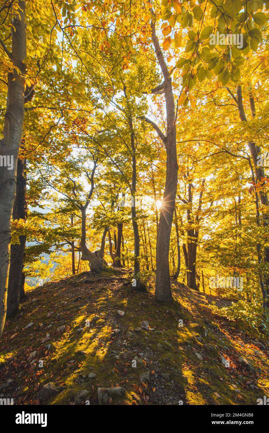 Il caldo sole arancione e giallo illumina la foresta arancione-rossa e il sentiero della foresta. Domasinsky meander, regione di Zilinsky, Slovacchia. Autunno foresta colorata. Foto Stock