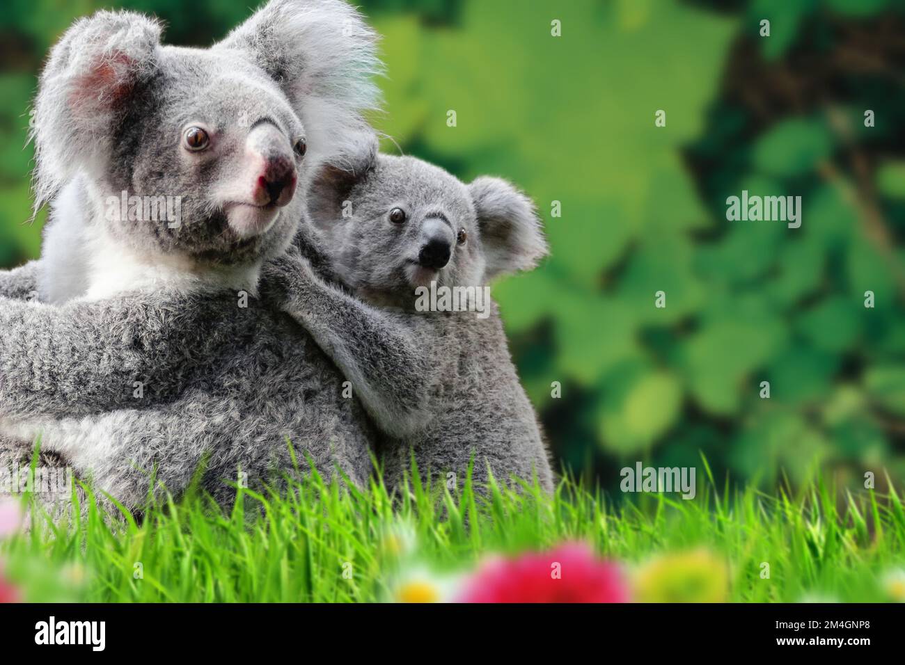 Il koala o coala, chiamato anche piccolo orso, è il mammal marsupiale australiano carino e famoso Foto Stock