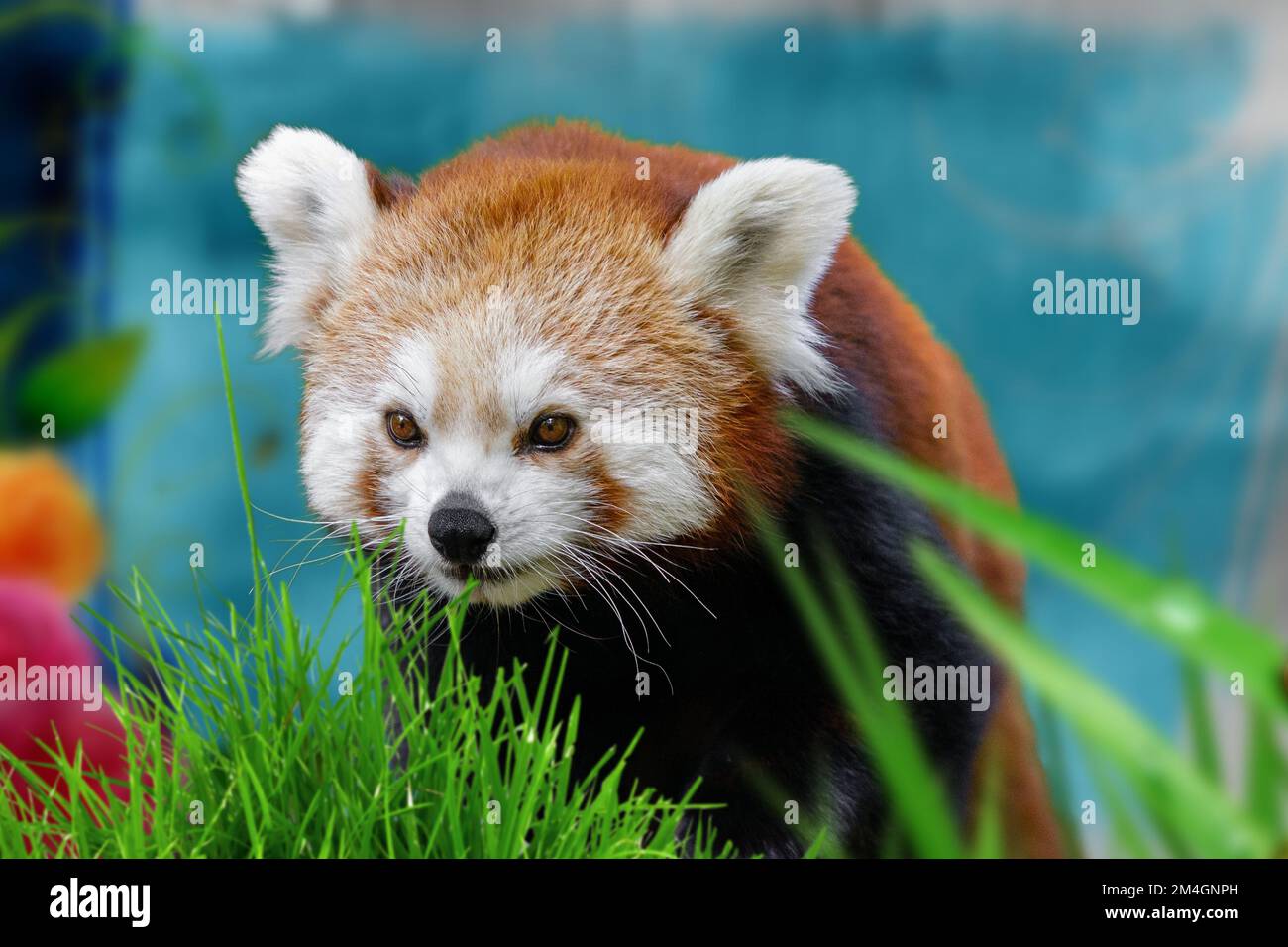 Il panda rosso è un mammifero dell'ordine dei carnivori, l'unico rappresentante vivente della famiglia Ailuridae, è conosciuto anche con il nome di volpe da fuoco Foto Stock