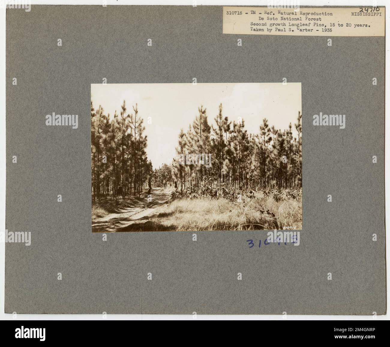 Rimboschimento - Mississippi. Fotografie relative alle foreste nazionali, alle pratiche di gestione delle risorse, al personale e alla storia culturale ed economica Foto Stock