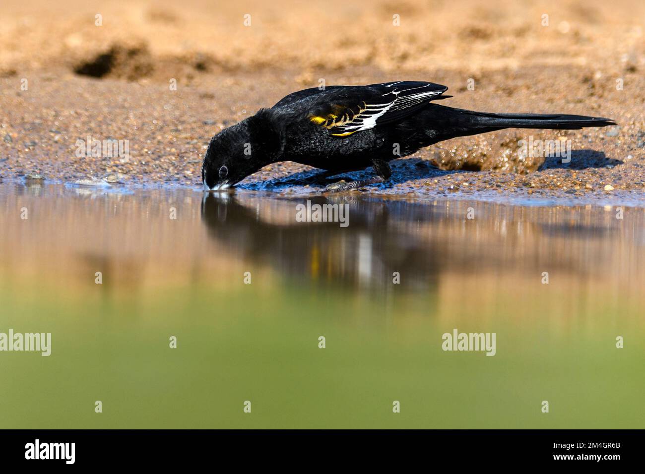 Maschio riproduttore del vedovile dalle ali bianche (Euplectes albonotatus) che beve da uno stagno a Zimanga, Sudafrica. Foto Stock