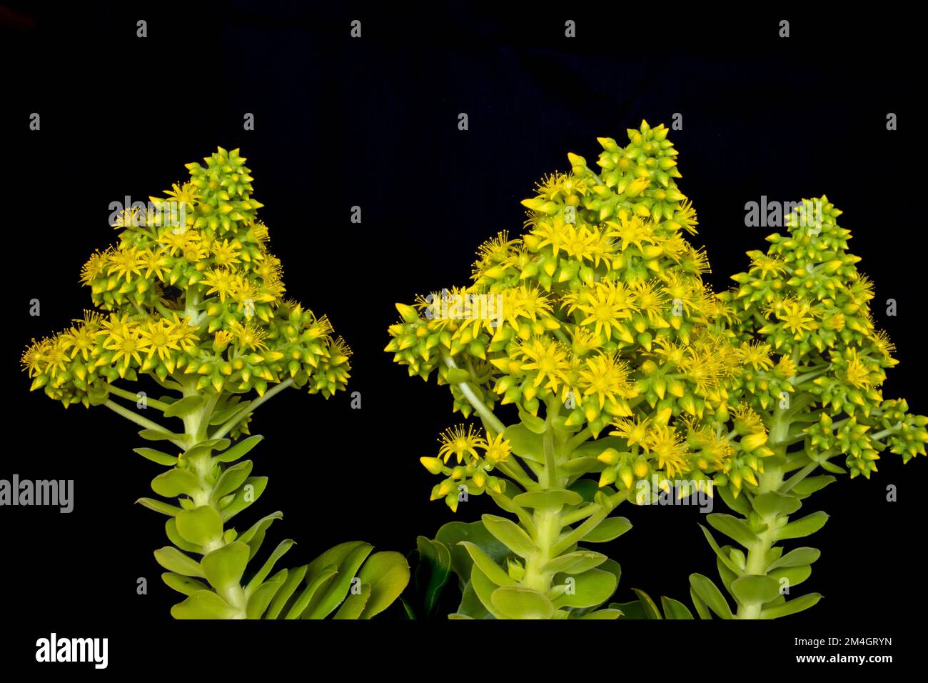 Fotografía macro de las flores de Aeonium arboreum, flores en racimos que emergen de las rosetas de esta suculenta. Amarillas y estrelladas Foto Stock