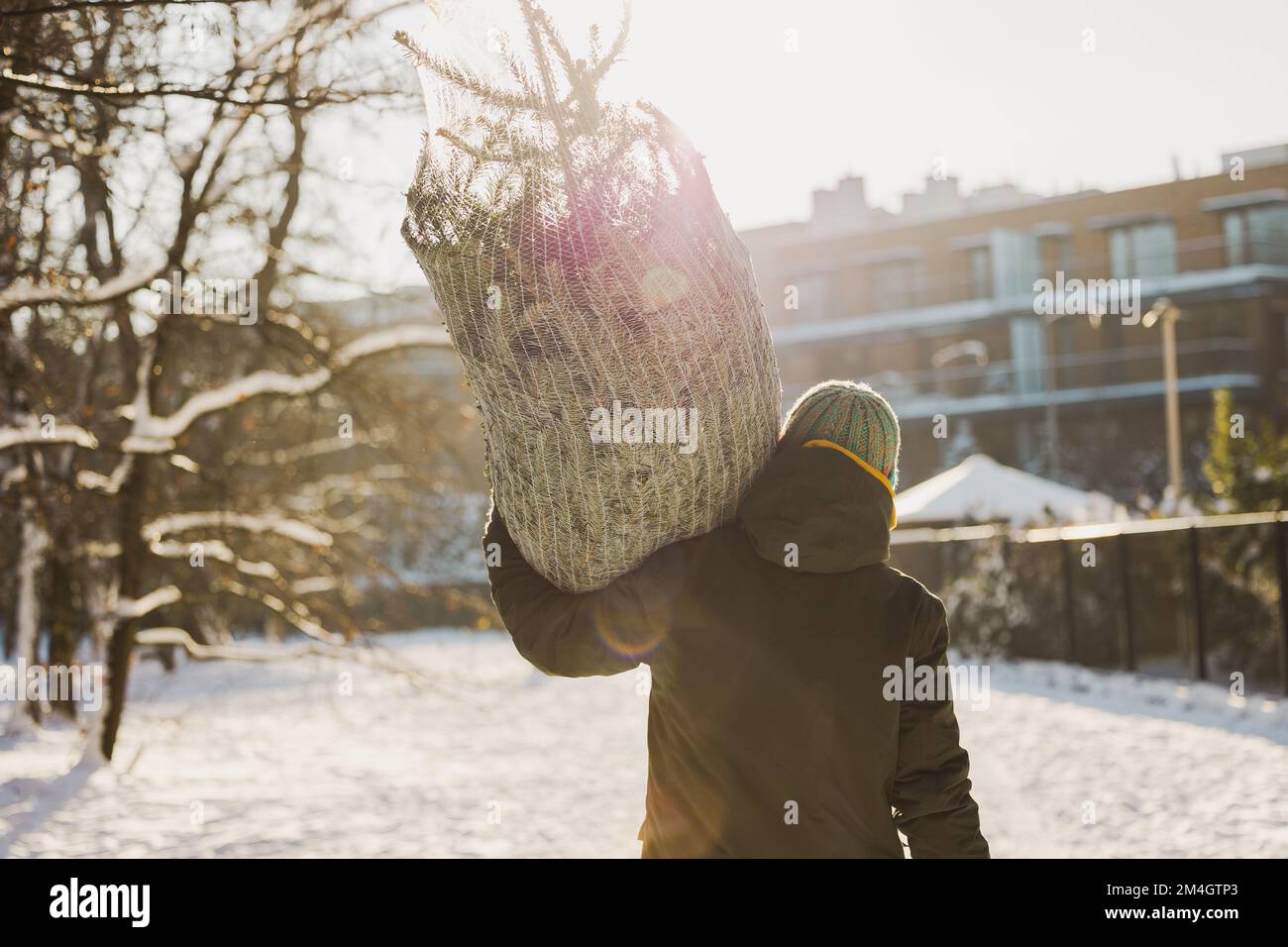 Uomo che trasporta l'albero di Natale sulle spalle all'aperto Foto Stock