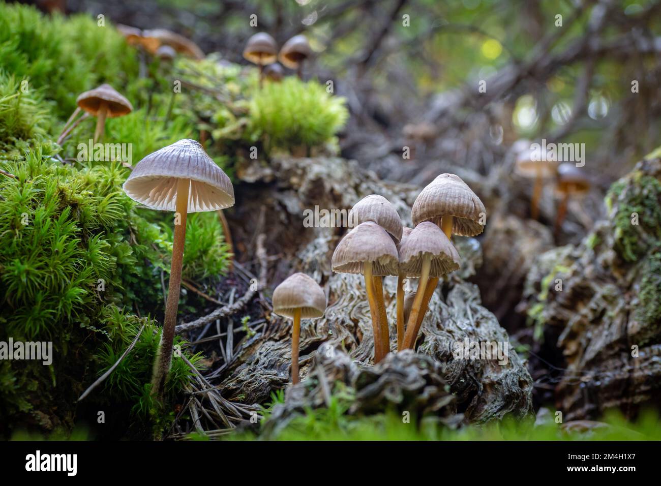 Foraggio di funghi psilocibina con cappuccio Liberty - funghi psichedelici in natura Foto Stock