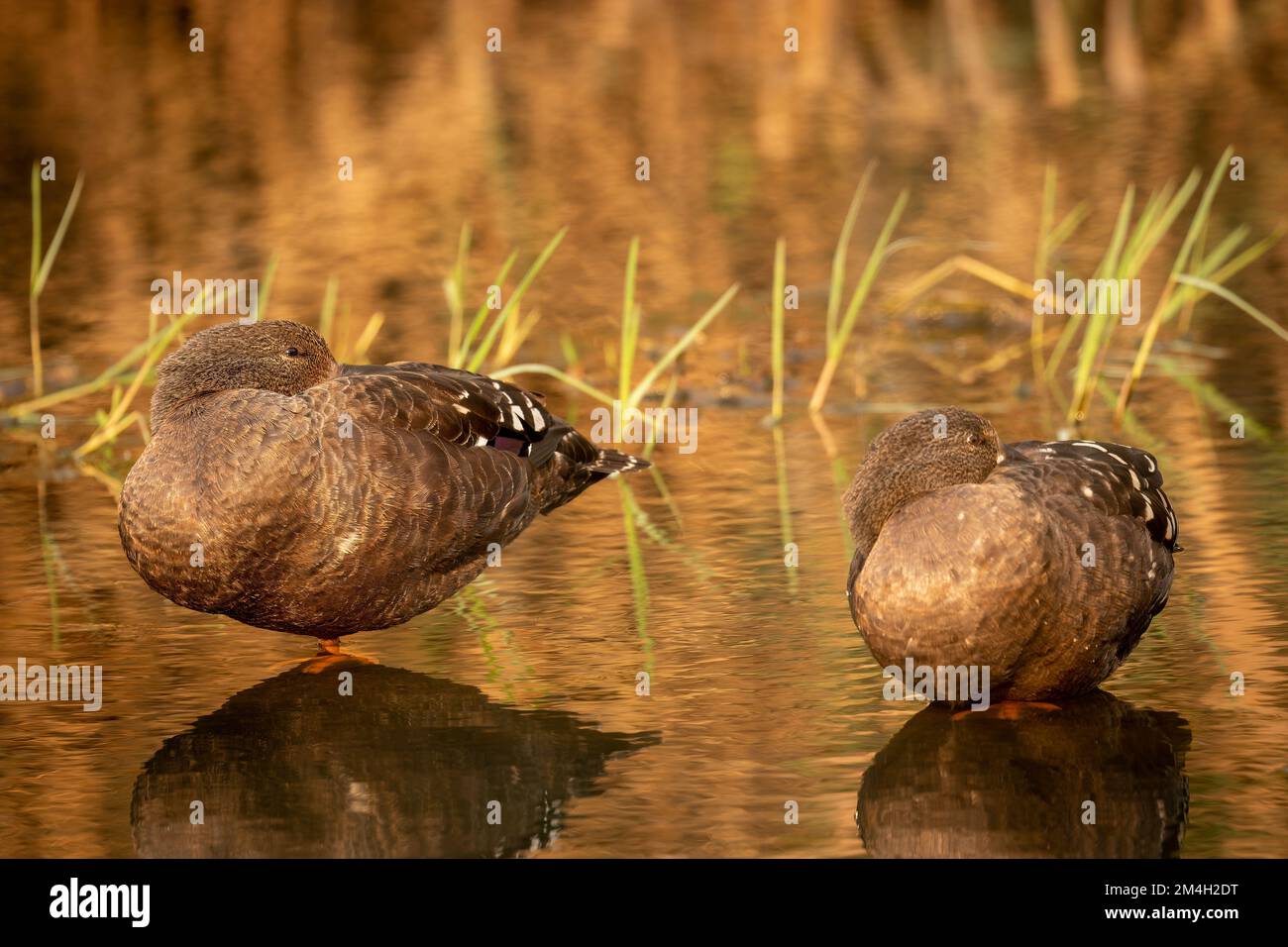 Un bellissimo scatto di due anatre nere africane in un lago Foto Stock